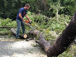 Half Moon, NC Tree Removal Services Company