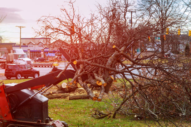 Best Stump Grinding and Removal  in Half Moon, NC